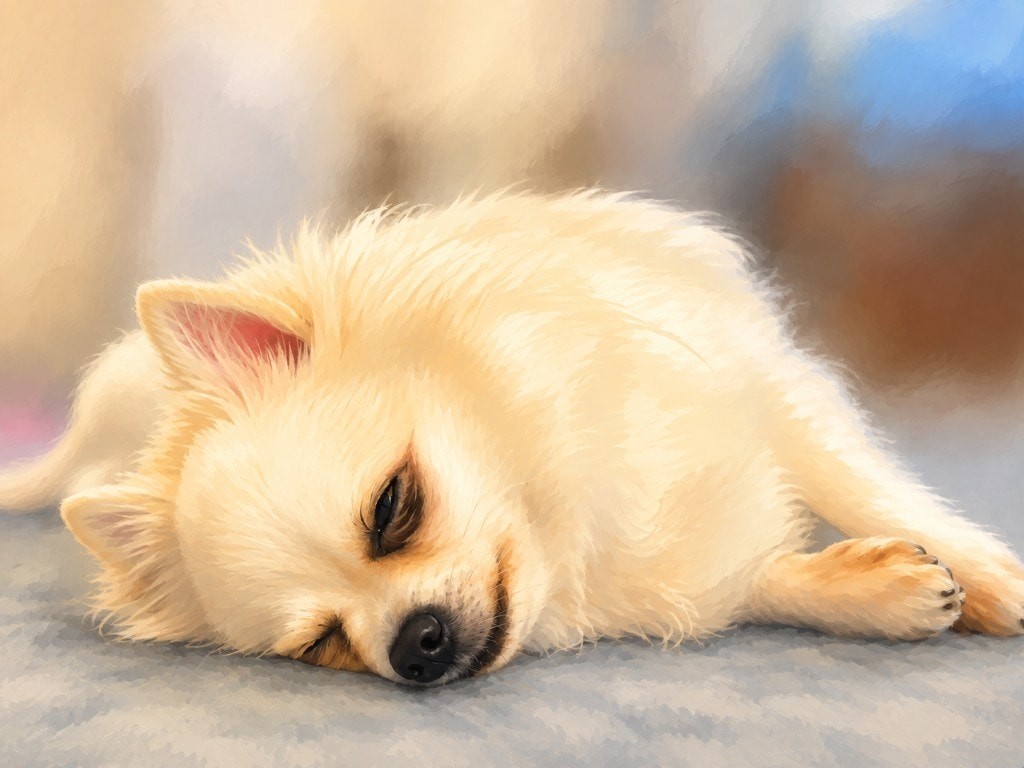 エアコンの効いた室内で眠るポメチワ太